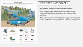 ECOSYSTEM RESOURCES
• Estuaries are most productive ecosystems on earth
• They maintain water quality through natural filtration as
microbes break down organic matter and sediments bind
pollutants
• They help maintain biodiversity by providing a diverse range of
unique habitats that are critical for the survival of many species.
 
