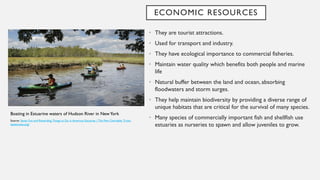 ECONOMIC RESOURCES
• They are tourist attractions.
• Used for transport and industry.
• They have ecological importance to commercial fisheries.
• Maintain water quality which benefits both people and marine
life
• Natural buffer between the land and ocean, absorbing
floodwaters and storm surges.
• They help maintain biodiversity by providing a diverse range of
unique habitats that are critical for the survival of many species.
• Many species of commercially important fish and shellfish use
estuaries as nurseries to spawn and allow juveniles to grow.
Boating in Estuarine waters of Hudson River in NewYork
Source: Seven Fun and Rewarding Things to Do in Americas Estuaries | The Pew Charitable Trusts
(pewtrusts.org)
 