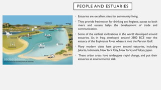 PEOPLE AND ESTUARIES
• Estuaries are excellent sites for community living.
• They provide freshwater for drinking and hygiene, access to both
rivers and oceans helps the development of trade and
communication.
• Some of the earliest civilizations in the world developed around
estuaries. Ur, in Iraq, developed around 3800 BCE near the
estuary of the Euphrates River where it met the Persian Gulf.
• Many modern cities have grown around estuaries, including
Jakarta, Indonesia, NewYork City, NewYork; and Tokyo, Japan.
• These urban areas have undergone rapid change, and put their
estuaries at environmental risk.
 