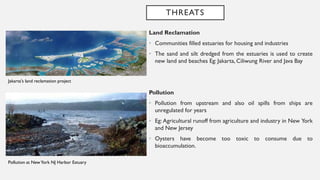 THREATS
Land Reclamation
• Communities filled estuaries for housing and industries
• The sand and silt dredged from the estuaries is used to create
new land and beaches Eg: Jakarta, Ciliwung River and Java Bay
Pollution
• Pollution from upstream and also oil spills from ships are
unregulated for years
• Eg: Agricultural runoff from agriculture and industry in New York
and New Jersey
• Oysters have become too toxic to consume due to
bioaccumulation.
Jakarta's land reclamation project
Pollution at NewYork NJ Harbor Estuary
 