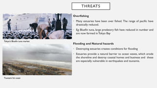 THREATS
Overfishing
• Many estuaries have been over fished. The range of pacific have
drastically reduced.
• Eg: Bluefin tuna, large predatory fish have reduced in number and
are now farmed in Tokyo Bay
Flooding and Natural hazards
• Destroying estuaries creates conditions for flooding
• Estuaries provide a natural barrier to ocean waves, which erode
the shoreline and destroy coastal homes and business and these
are especially vulnerable in earthquakes and tsunamis.
Tokyo’s Bluefin tuna market
Tsunami hit coast
 