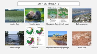 OTHER THREATS
Invasive flora Invasive fauna Changes in flow of fresh water Built structures
Climate change Land uses Unpermitted estuary openings Acidic soils
 