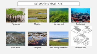 ESTUARINE HABITATS
Mangroves Marshes Sea grass beds Rocky reefs
River deltas Tidal pools Mid estuary sand banks Intertidal flats
 