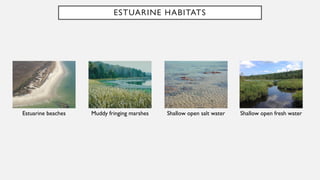 ESTUARINE HABITATS
Estuarine beaches Muddy fringing marshes Shallow open salt water Shallow open fresh water
 