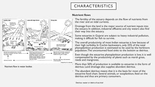 CHARACTERISTICS
Nutrient flows
• The fertility of the estuary depends on the flow of nutrients from
the river and on tidal currents.
• Drainage from the land is the major source of nutrient inputs into
the estuary. In addition, industrial effluents and city waters also find
their way into the estuary.
• Some estuaries in Gujarat are subject to heavy industrial pollution,
making it difficult for fish to survive.
• The overall productivity of most Indian estuaries is low because of
their high turbidity. In Cochin backwaters, only 25% of the total
phytoplankton production is estimated to be used by the herbivore
population.The unconsumed food sinks to the bottom as detritus.
• Even though the estuarine phytoplankton production is low, it is well
compensated by the productivity of plants such as marsh grass,
reeds and mangroves.
• More than 50% of production is available to estuaries in the form of
detritus. Land drainage also supplies abundant detritus.
• The abundant detritus means that it is the basis for most of the
estuarine food chain. Several animals, or zooplankton, feed on the
detritus and thus are primary consumers.
Detritus- waster or debris of any kind
Nutrient flow in water bodies
 
