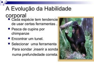 A Evolução da Habilidade
corporal






Cada espécie tem tendencies
de usar certas ferramentas .
Pesca de cupins por
chimpanze
Encontrar um tunel.
Selecionar uma ferramenta
Para sondar ,inserir a sonda
numa prefundedade correta.

 
