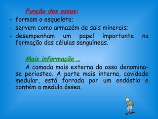 Função dos ossos:
- formam o esqueleto;
- servem como armazém de sais minerais;
- desempenham um papel importante na
formação das células sanguíneas.
Mais informação …
A camada mais externa do osso denomina-
se periosteo. A parte mais interna, cavidade
medular, está forrada por um endóstio e
contém a medula óssea.
 