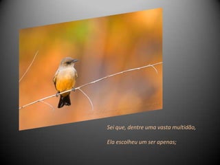 Sei que, dentre uma vasta multidão,

Ela escolheu um ser apenas;
 