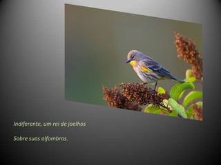 Indiferente, um rei de joelhos

Sobre suas alfombras.
 