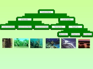 M ic r o e c o s s is t e m a s M e s o e c o s s is t e m a s M a c r o e c o s s is t e m a s
D im e n s ã o
T e r r e s t r e s
M a r in h o s E s t u a r in o s D u lc ia q u íc u la
A q u á t ic o
L o c a liz a ç ã o
E c o s s is t e m a s
 