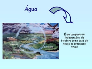 Água
É um componente
indispensável da
biosfera como base de
todos os processos
vitais
 