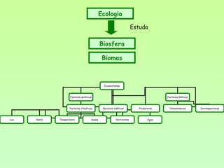 Ecossistemas
Factores abióticos Factores Bióticos
Factores climáticos Factores edáficos
Luz Vento Temperatura Gases Nutrientes Água
Produtores Consumidores Decompositores
Biomas
Biosfera
Ecologia
Estuda
 