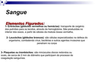 Sangue
Elementos Figurados:Elementos Figurados:
1- Eritrócitos (glóbulos vermelhos ou hemácias): transporte de oxigénio
dos pulmões para os tecidos, através da hemoglobina. São produzidas no
interior dos ossos, a partir de células da medula óssea vermelha,
2- Leucócitos (glóbulos brancos): são células especializadas na defesa do
organismo, combatendo vírus, bactérias e outros agentes invasores que
penetram no corpo
3- Plaquetas ou trombócitos: são minúsculos discos redondos ou
ovais, de cerca de 2 mm de diâmetro que participam do processo de
coagulação sanguínea.
 