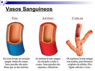Vasos Sanguíneos
 