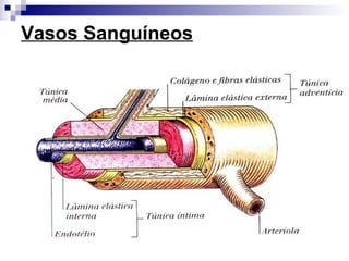 Vasos Sanguíneos
 