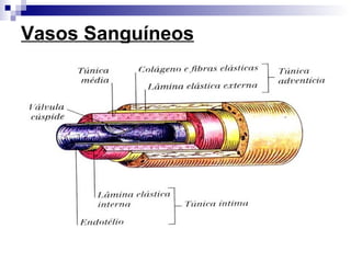 Vasos Sanguíneos
 