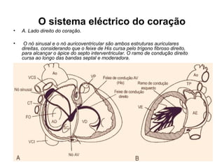 O sistema eléctrico do coração
• A. Lado direito do coração.
• O nó sinusal e o nó auricoventricular são ambos estruturas auriculares
direitas, considerando que o feixe de His cursa pelo trígono fibroso direito,
para alcançar o ápice do septo interventricular. O ramo de condução direito
cursa ao longo das bandas septal e moderadora.
 