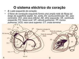 O sistema eléctrico do coração
• B. Lado esquerdo do coração.
• O feixe de condução esquerdo forma uma ampla rede de fibras ao
longo da superfície septal. Ao, aorta; AV, auricuventricular; SC, seio
coronário; VCI, veia cava inferior; AE, átrio esquerdo; VE, ventrículo
esquerdo; FO, fossa oval; VP, válvula pulmonar; TP, tronco
pulmonar; VCS, veia cava superior; CT, crista terminal.
 