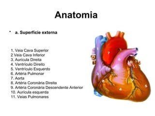 Anatomia
• a. Superfície externa
1. Veia Cava Superior
2 Veia Cava Inferior
3. Aurícula Direita
4. Ventrículo Direito
5. Ventrículo Esquerdo
6. Artéria Pulmonar
7. Aorta
8. Artéria Coronária Direita
9. Artéria Coronária Descendente Anterior
10. Aurícula esquerda
11. Veias Pulmonares
 