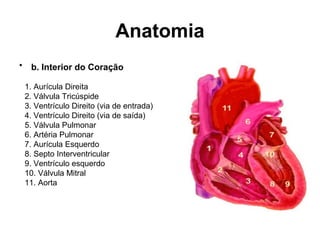 Anatomia
• b. Interior do Coração
1. Aurícula Direita
2. Válvula Tricúspide
3. Ventrículo Direito (via de entrada)
4. Ventrículo Direito (via de saída)
5. Válvula Pulmonar
6. Artéria Pulmonar
7. Aurícula Esquerdo
8. Septo Interventricular
9. Ventrículo esquerdo
10. Válvula Mitral
11. Aorta
 