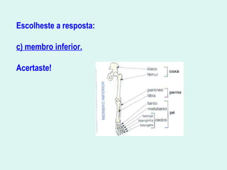 Escolheste a resposta:
c) membro inferior.
Acertaste!
 
