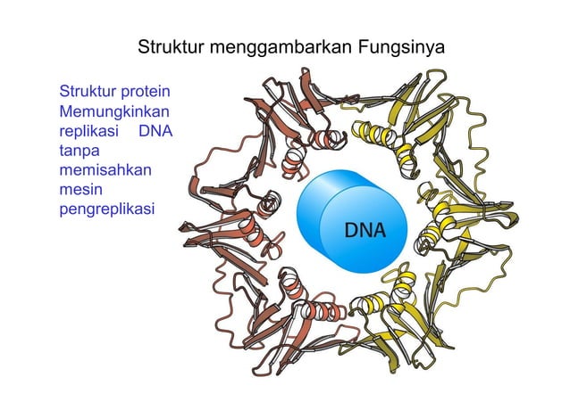 Struktur Senyawa Protein dan Fungsi dalam Tubuh