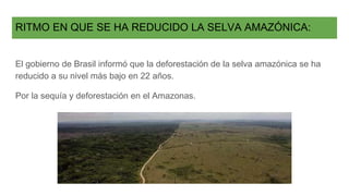 RITMO EN QUE SE HA REDUCIDO LA SELVA AMAZÓNICA:
El gobierno de Brasil informó que la deforestación de la selva amazónica se ha
reducido a su nivel más bajo en 22 años.
Por la sequía y deforestación en el Amazonas.
 