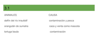 3.1
ANIMALES CAUSA
delfín del río irraulddf contaminación y pesca
orangután de sumatra caza y venta como mascota
tortuga baula contaminación
 
