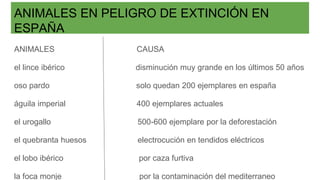 ANIMALES EN PELIGRO DE EXTINCIÓN EN
ESPAÑA
ANIMALES CAUSA
el lince ibérico disminución muy grande en los últimos 50 años
oso pardo solo quedan 200 ejemplares en españa
águila imperial 400 ejemplares actuales
el urogallo 500-600 ejemplare por la deforestación
el quebranta huesos electrocución en tendidos eléctricos
el lobo ibérico por caza furtiva
la foca monje por la contaminación del mediterraneo
 