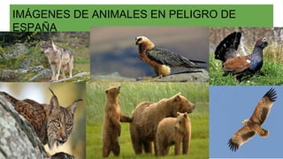 IMÁGENES DE ANIMALES EN PELIGRO DE
ESPAÑA
 