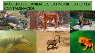 IMÁGENES DE ANIMALES EXTINGUIDOS POR LA
CONTAMINACIÓN
 