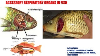 ACCESSORY RESPIRATORY ORGANS IN FISH
Dr.T.SAKTHIKA ,
ASSISTANT PROFESSOR OF ZOOLOGY
A.PC.MAHALAXMI COLLEGE FOR WOMEN,
THOOTHUKUDI
 