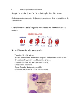 Basólilo
Neutr6ftl0
Eosinólilo
Neutróllo
Linlocito Monocito
Glóbulos blancos o leucocitos
ELEMENTOS DELA SANGRE
.,
Eritroc~o o
hematíe
Globulos rojos
Núñez Thayana / Maldonado Emerson
62
Rango de la distribución de la hemoglobina. Dh (hdw)
Es la desviación estándar de las concentraciones de a hemoglobina de
los hematíes
Características morfológicas de Leucocitos normales de la
sangre
Neutrófilos en banda o encayado
Tamaño: 10 – 16 micras
Núcleo: en forma de una banda delgada, uniforme en forma de S o C.
Cromatina: Granular, con filamentos gruesos
Color cromatina: púrpura-azulada intenso
Citoplasma: ausentes
Color: Rosado violáceo (neutrófilo)
Gránulos: específicos, finos, desimanados
 