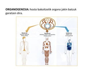 ORGANOGENESIA: hosto bakoitzetik organo jakin batzuk
garatzen dira.
 