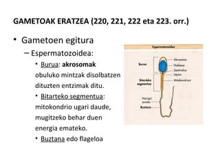GAMETOAK ERATZEA (220, 221, 222 eta 223. orr.)
• Gametoen egitura
– Espermatozoidea:
• Burua: akrosomak
obuluko mintzak disolbatzen
dituzten entzimak ditu.
• Bitarteko segmentua:
mitokondrio ugari daude,
mugitzeko behar duen
energia emateko.
• Buztana edo flageloa
 