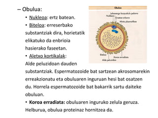 – Obulua:
• Nukleoa: ertz batean.
• Biteloa: erreserbako
substantziak dira, horietatik
elikatuko da enbrioia
hasierako faseetan.
• Aletxo kortikalak:
Alde peluzidoan dauden
substantziak. Espermatozoide bat sartzean akrosomarekin
erreakzionatu eta obuluaren inguruan hesi bat osatzen
du. Horrela espermatozoide bat bakarrik sartu daiteke
obuluan.
• Koroa erradiata: obuluaren inguruko zelula geruza.
Helburua, obulua proteinaz hornitzea da.
 