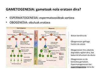 GAMETOGENESIA: gametoak nola eratzen dira?
• ESPERMATOGENESIA: espermatozoideak sortzea
• OBOGENESIA: obuluak eratzea
Obogenesian gehiago
hazten da zelula
Obogenesian hiru obatida
degradatu egiten dira, bat
bakarrik bihurtzen da obulu
Obogenesian ez da
bereiztea gertatzen.
Espermatogenesian bai:
espermiogenesia izena du
Bietan berdina da
 