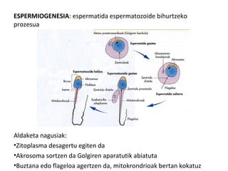 ESPERMIOGENESIA: espermatida espermatozoide bihurtzeko
prozesua
Aldaketa nagusiak:
•Zitoplasma desagertu egiten da
•Akrosoma sortzen da Golgiren aparatutik abiatuta
•Buztana edo flageloa agertzen da, mitokrondrioak bertan kokatuz
 