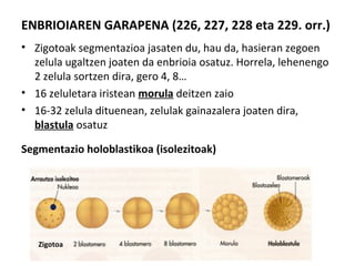 ENBRIOIAREN GARAPENA (226, 227, 228 eta 229. orr.)
• Zigotoak segmentazioa jasaten du, hau da, hasieran zegoen
zelula ugaltzen joaten da enbrioia osatuz. Horrela, lehenengo
2 zelula sortzen dira, gero 4, 8…
• 16 zeluletara iristean morula deitzen zaio
• 16-32 zelula dituenean, zelulak gainazalera joaten dira,
blastula osatuz
Segmentazio holoblastikoa (isolezitoak)
Zigotoa
 