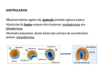 GASTRULAZIOA
•Blastula tolestu egiten da, gastrula izeneko egitura osatuz
•Gastrulan bi hosto eratzen dira hasieran: endodermoa eta
ektodermoa
•Animalia batzuetan, beste hosto bat sortzen da aurreko bien
artean: mesodermoa
 