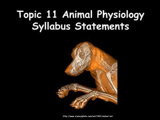 Topic 11 Animal PhysiologyTopic 11 Animal Physiology
Syllabus StatementsSyllabus Statements
http://www.sciencephoto.com/set/1401/animal-mrihttp://www.sciencephoto.com/set/1401/animal-mri
 