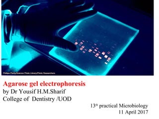 Agarose gel electrophoresis
by Dr Yousif H.M.Sharif
College of Dentistry /UOD
13th
practical Microbiology
11 April 2017
 
