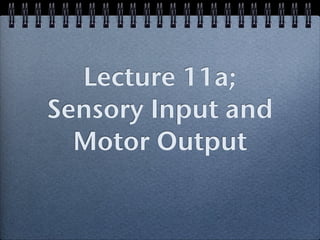 Lecture 11a;
Sensory Input and
  Motor Output
 