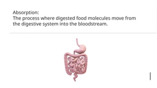 Animal nutrition Absorption Life science UPDADET.pptx