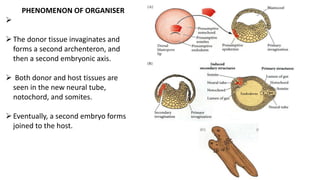 PHENOMENON OF ORGANISER

The donor tissue invaginates and
forms a second archenteron, and
then a second embryonic axis.
 Both donor and host tissues are
seen in the new neural tube,
notochord, and somites.
Eventually, a second embryo forms
joined to the host.
 