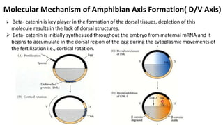 Molecular Mechanism of Amphibian Axis Formation( D/V Axis)
 Beta- catenin is key player in the formation of the dorsal tissues, depletion of this
molecule results in the lack of dorsal structures.
 Beta- catenin is initially synthesized throughout the embryo from maternal mRNA and it
begins to accumulate in the dorsal region of the egg during the cytoplasmic movements of
the fertilization i.e., cortical rotation.
 