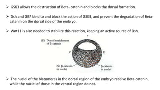  GSK3 allows the destruction of Beta- catenin and blocks the dorsal formation.
 Dsh and GBP bind to and block the action of GSK3, and prevent the degradation of Beta-
catenin on the dorsal side of the embryo.
 Wnt11 is also needed to stabilize this reaction, keeping an active source of Dsh.
 The nuclei of the blatomeres in the dorsal region of the embryo receive Beta-catenin,
while the nuclei of those in the ventral region do not.
 