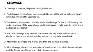 CLEAVAGE
 Cleavage is unequal, displaced radial, holoblastic.
 First cleavage is meridional cleavage and it begins at the animal pole and slowly
extends down into the vegetal pole.
The second cleavage starts already, while the cleavage furrow is still cleaving the
yolky cytoplasm of the vegetal pole and this cleavage is right angle to the first one
and is also meridional.
 The third cleavage is equational, but it is not actually at the equator but is
displaced toward the animal pole because of the vegetally placed yolk.
 After many cleavages, the morula and then the blastula is formed.
 After cleavage, there is the formation of small numerous cells in the animal pole
and the formation of large few cells in the vegetal pole.
 