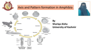 By
Shariqa Aisha
University of Kashmir
Axis and Pattern formation in Amphibia
Picture
representing
the title of
the Topic
 
