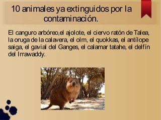 10 animalesyaextinguidospor la
contaminación.
El canguro arbóreo,el ajolote, el ciervo ratón deTalea,
laorugadelacalavera, el olm, el quokkas, el antílope
saiga, el gavial del Ganges, el calamar tatahe, el delfín
del Irrawaddy.
 